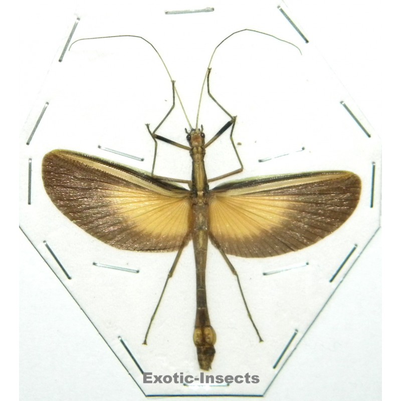 Parorthomeria alexis