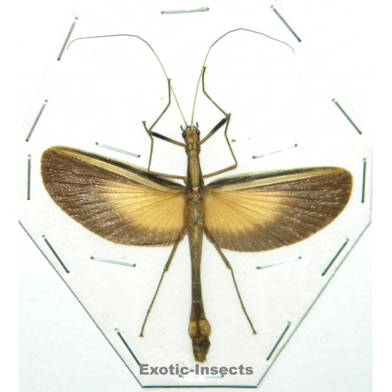 Parorthomeria alexis