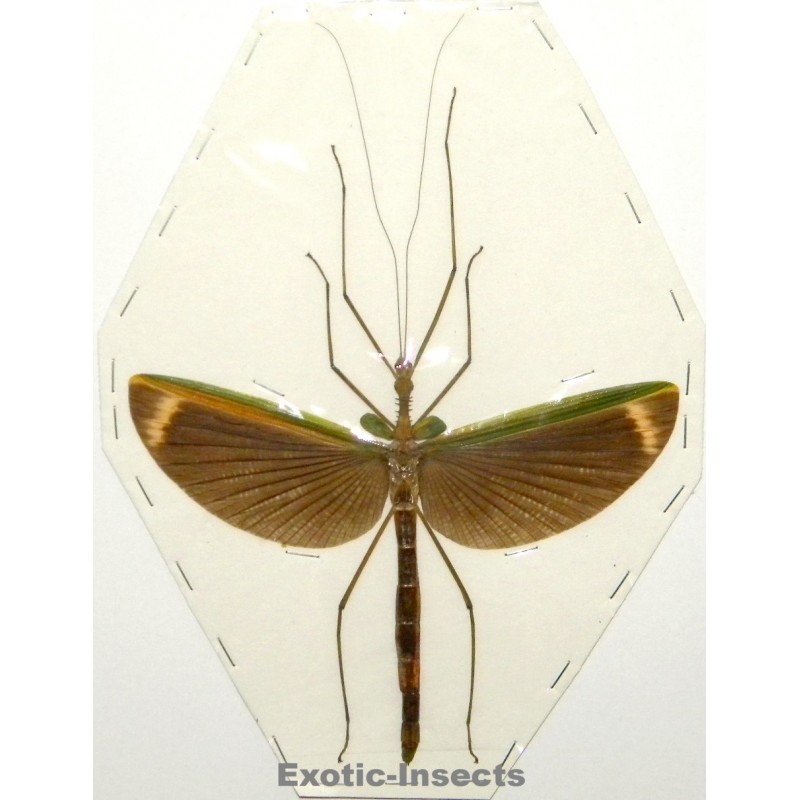 Gargantuoidea lampetia