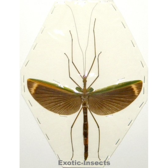 Gargantuoidea lampetia