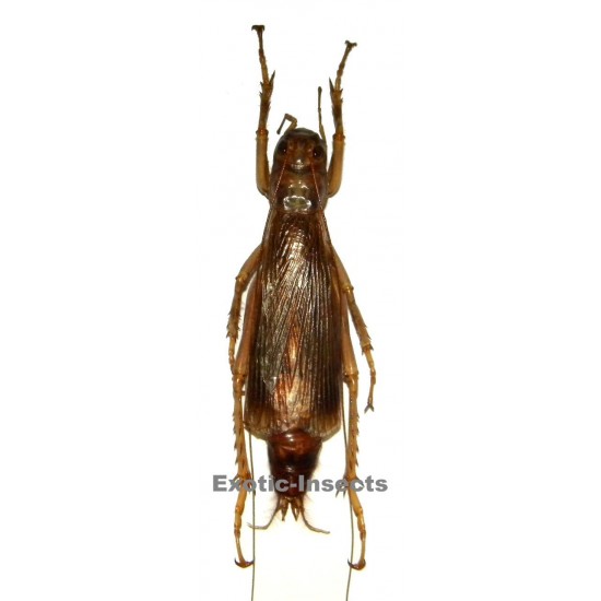 Sia ferox
