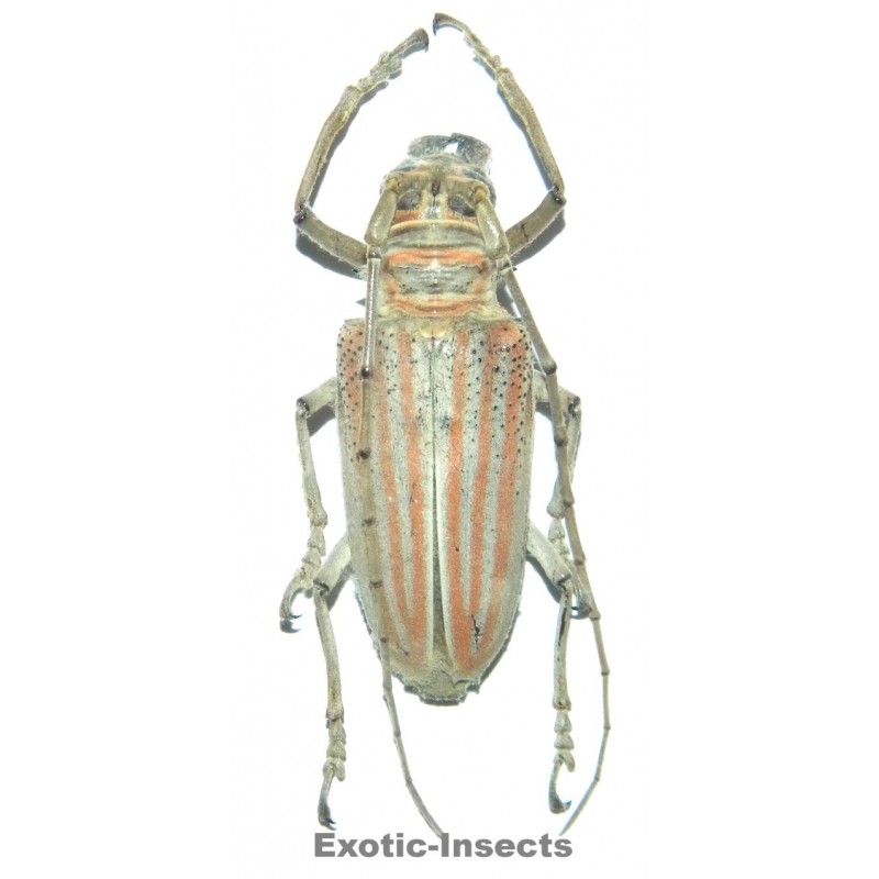 Rosenbergia weiskei (40-44mm)