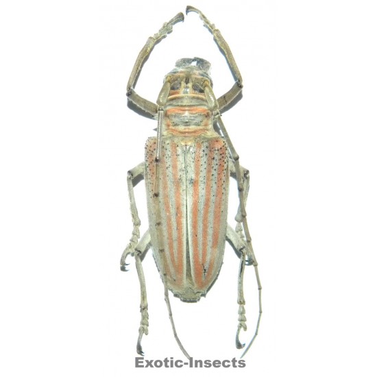 Rosenbergia weiskei (40-44mm)