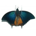 Charaxes mars