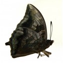 Charaxes mars