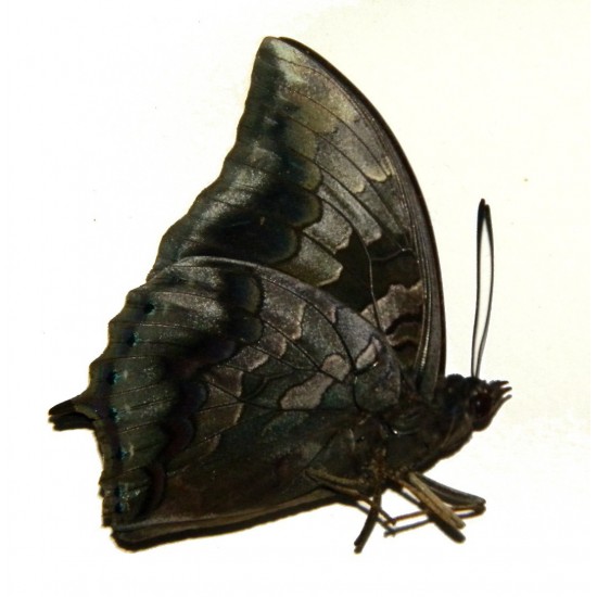 Charaxes mars