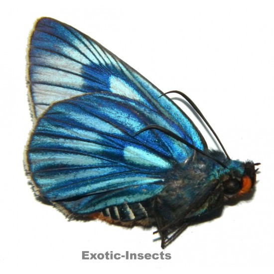 Burara imperialis imperialis