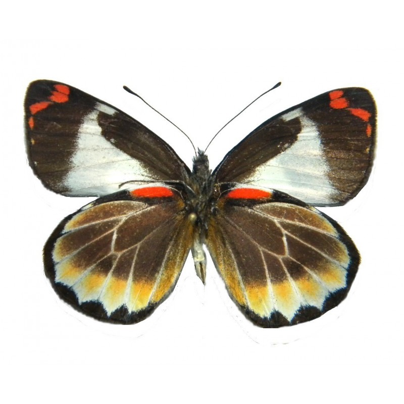 Delias autumnalis autumnalis