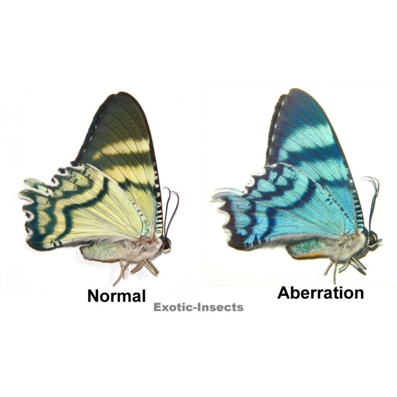 Alcides orontes ABERRATION