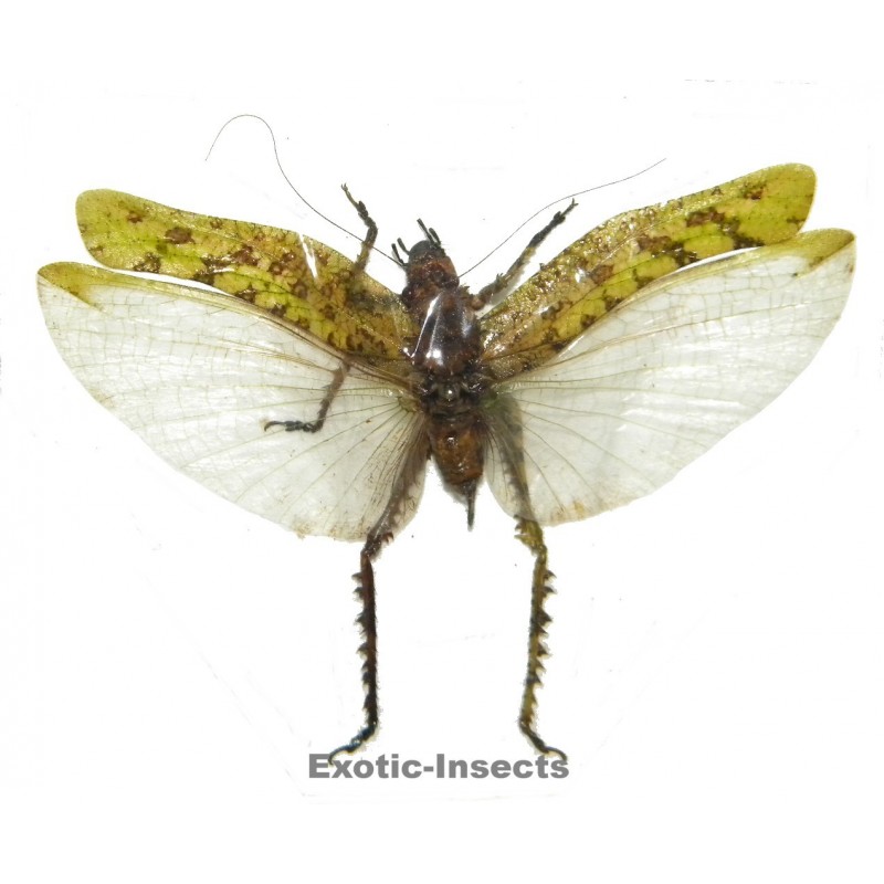 Orthoptera sp.76 OPEN WINGS