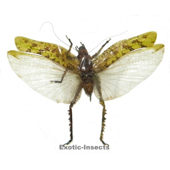 Orthoptera sp.76 OPEN WINGS