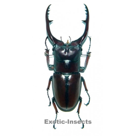 Prosopocoilus astacoides pallidipennis (65-69mm)