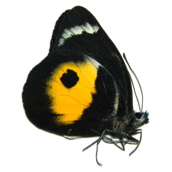 Delias discus discus