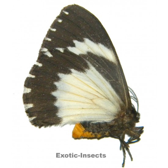 Misc. moth sp.78