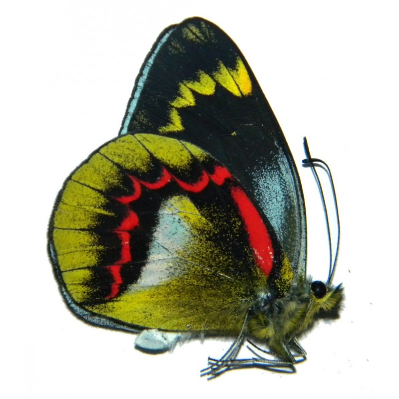 Delias joiceyi