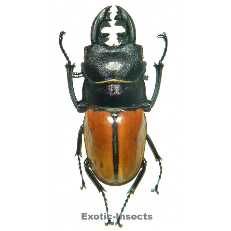 Odontolabis castelnaudi castelnaudi MESODONTE (60-69mm)