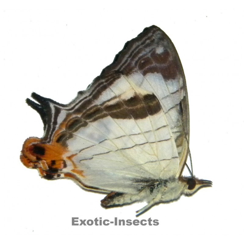 Cyrestis lutea lutea