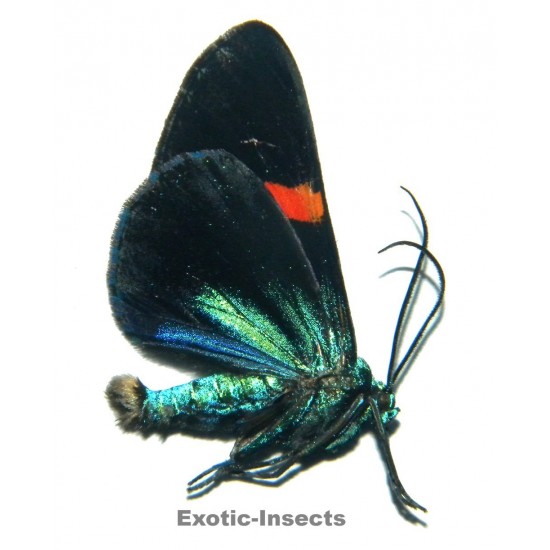 Milionia fulgida fulgida