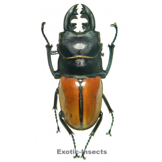 Odontolabis castelnaudi castelnaudi MESODONTE (70-79mm)
