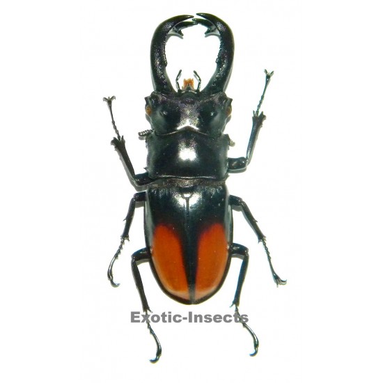 Hexarthrius parryi paradoxus (80-84mm)