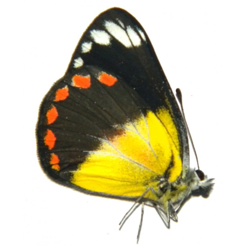 Delias lemoulti