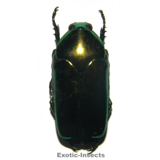 Agestrata luzonica