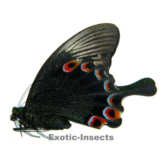 Papilio karna karna ABERRATION 02