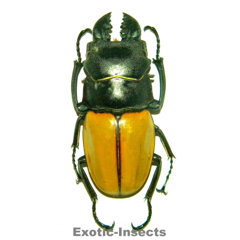 Odontolabis castelnaudi castelnaudi AMPHIODONTE  (80-89mm)
