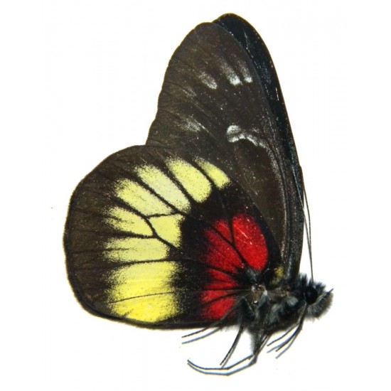 Delias ninus shoujii
