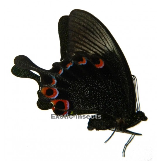 Papilio karna karna