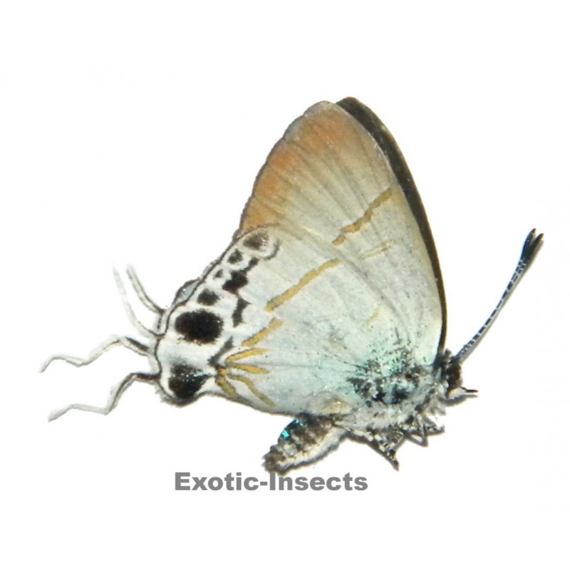 Hypolycaena amabilis amabilis
