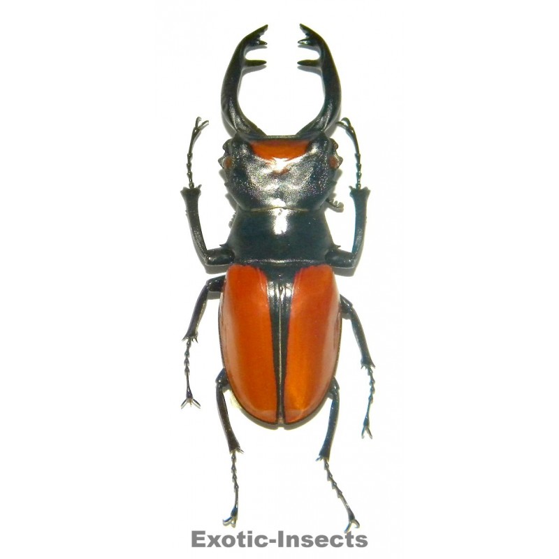 Odontolabis lacordairei TELEDONTE (60-69mm)