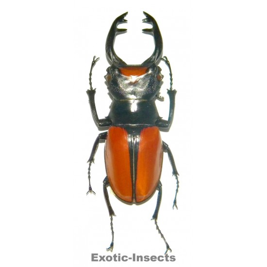 Odontolabis lacordairei TELEDONTE (60-69mm)