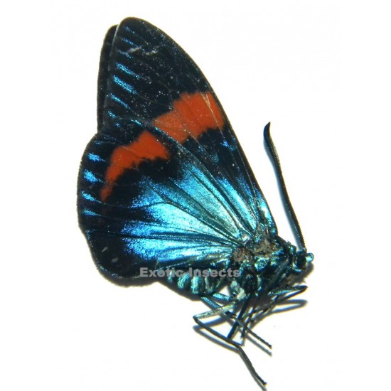 Eucorma intercisa