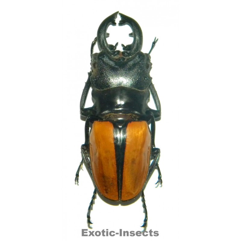 Odontolabis ludekingi (60-69mm)