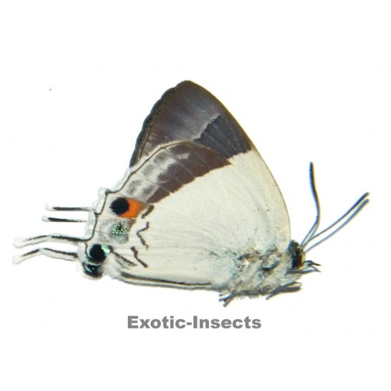 Eliota jalindra jalindra
