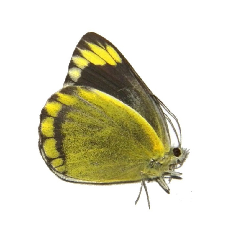 Delias subviridis
