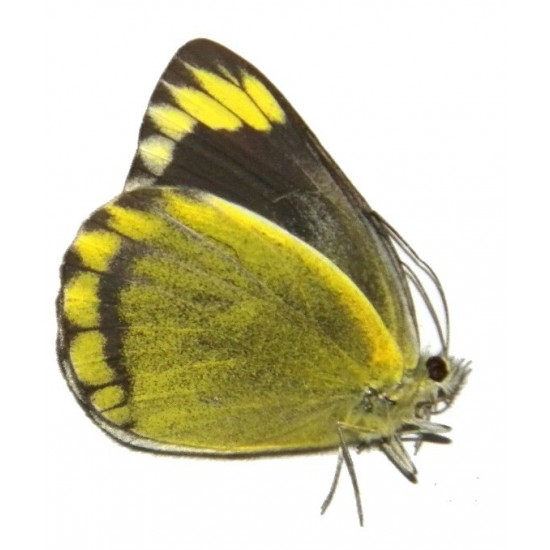 Delias subviridis
