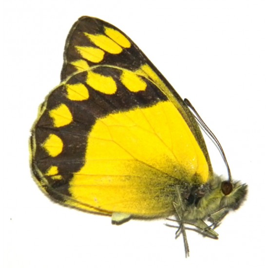 Delias waterstradti waterstradti