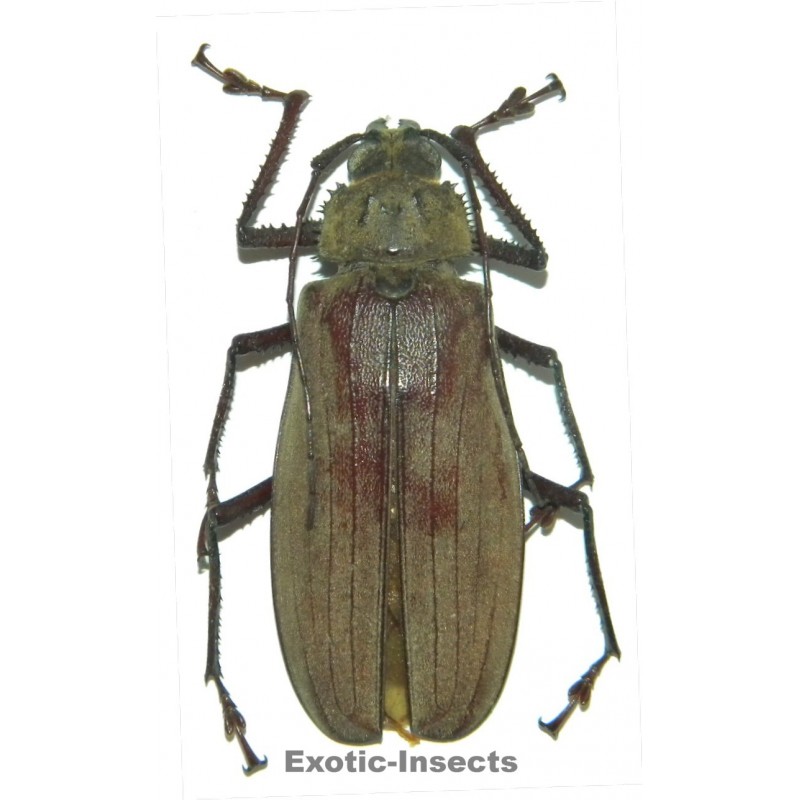 Xixuthrus penrousi (65-69mm)