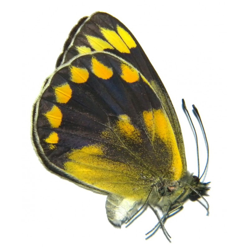 Delias waterstradti waterstradti