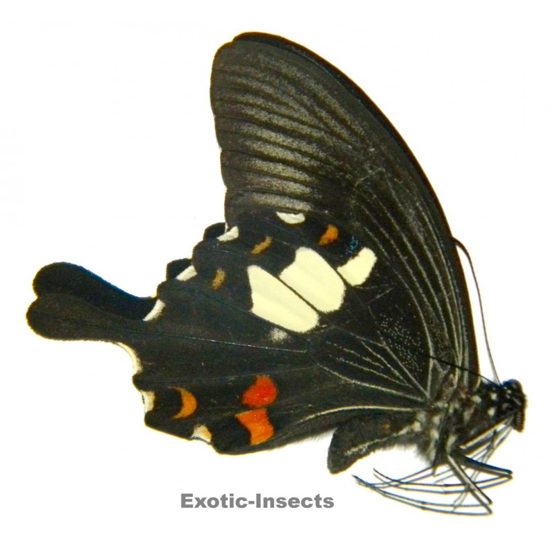 Papilio helenus tambora