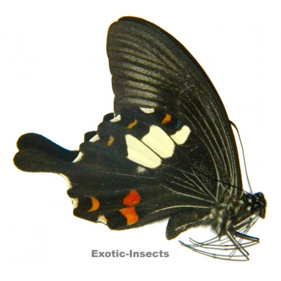 Papilio helenus tambora
