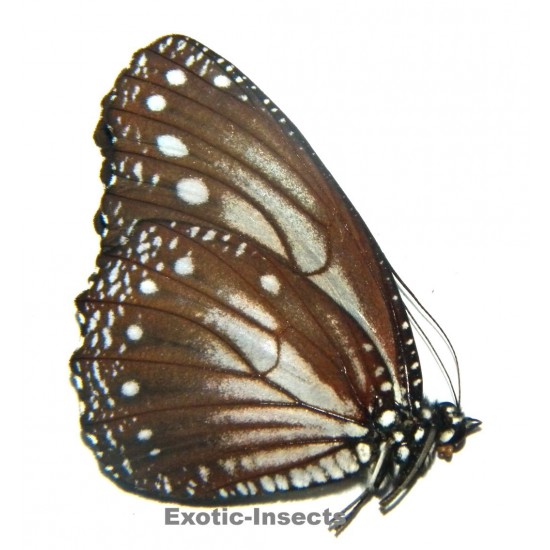 Elymnias ceryx