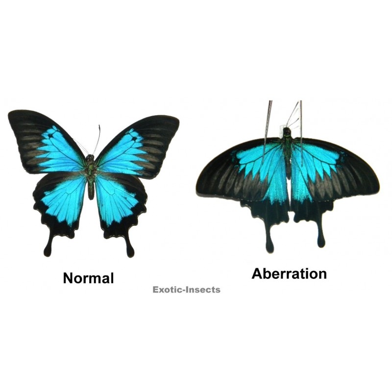 Papilio ulysses ulysses ABERRATION 18
