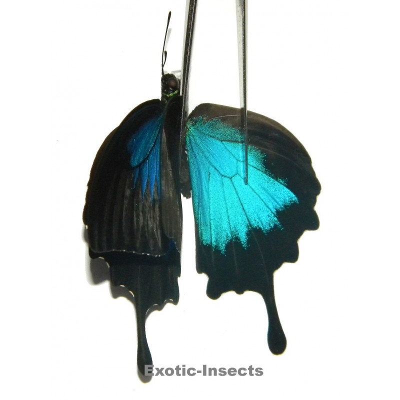 Papilio ulysses ulysses ABERRATION 18