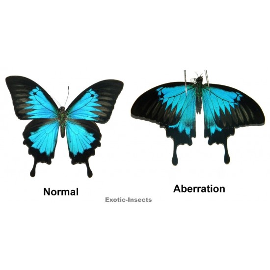 Papilio ulysses ulysses ABERRATION 19