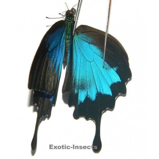 Papilio ulysses ulysses ABERRATION 19