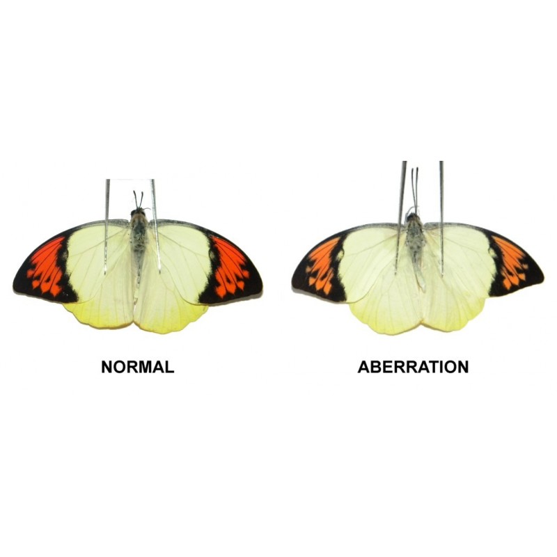 Hebomoia glaucippe sulphurea ABERRATION 3