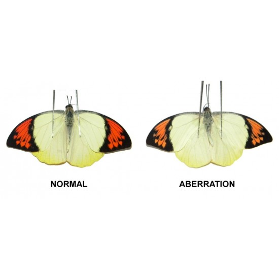 Hebomoia glaucippe sulphurea ABERRATION 3